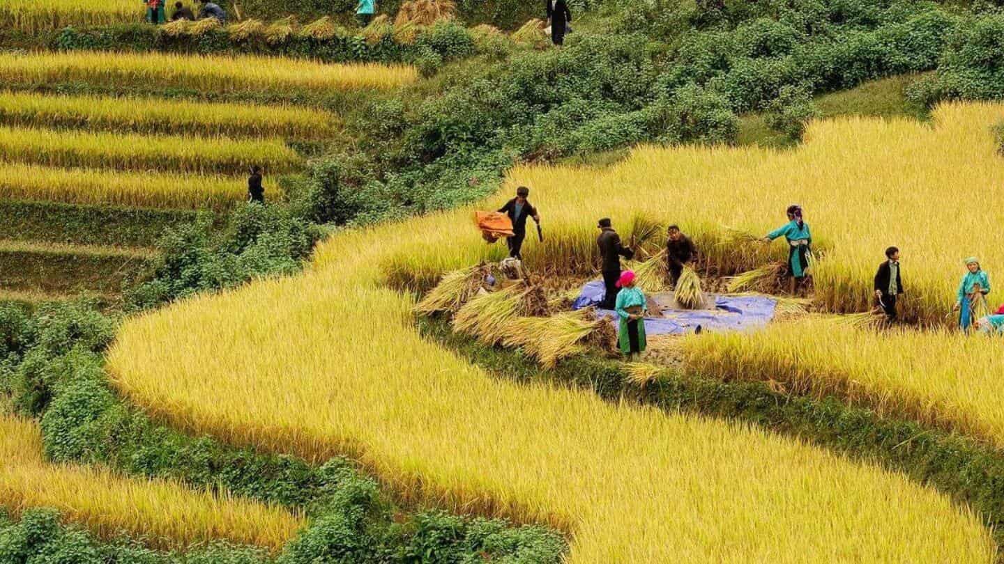 Sapa rice terraces